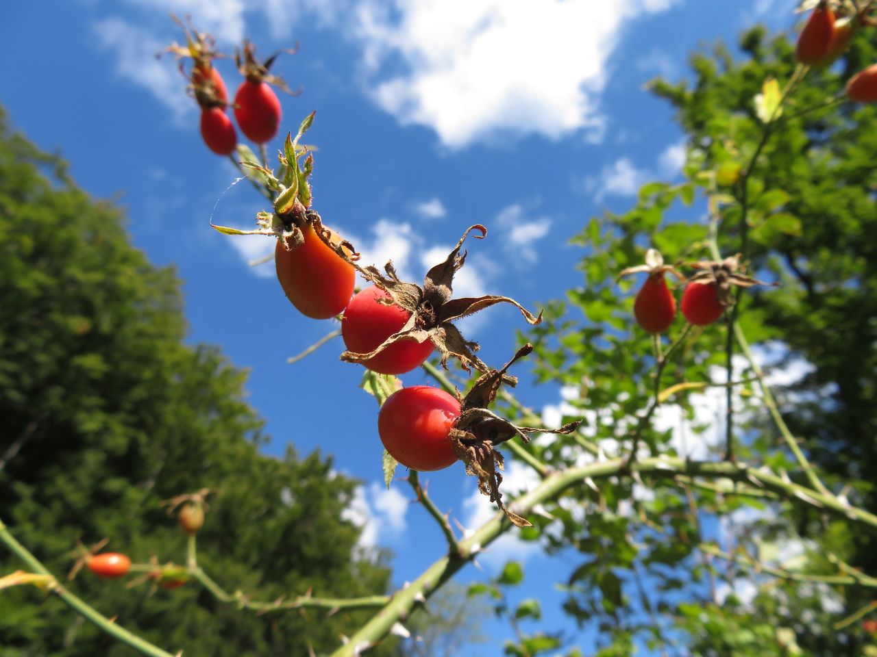 "Wild roses of blossoms and fragrances" guided excursion in the Jurapark Aargau