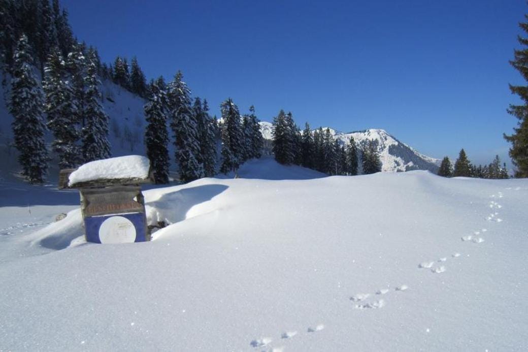 Wildtier-Erlebnis auf Schneeschuhen am Flumserberg