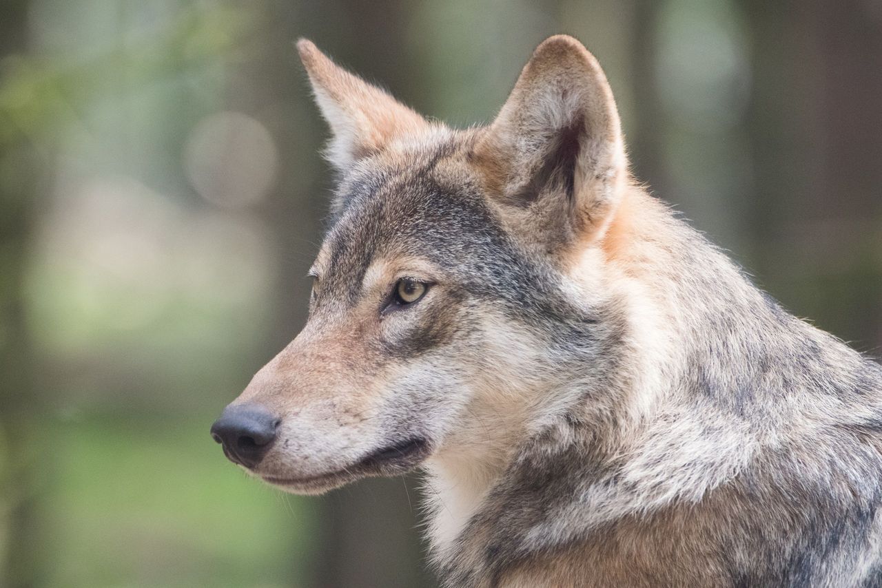 Wanderung zum Thema Bären, Luchs und Wolf im Engadin