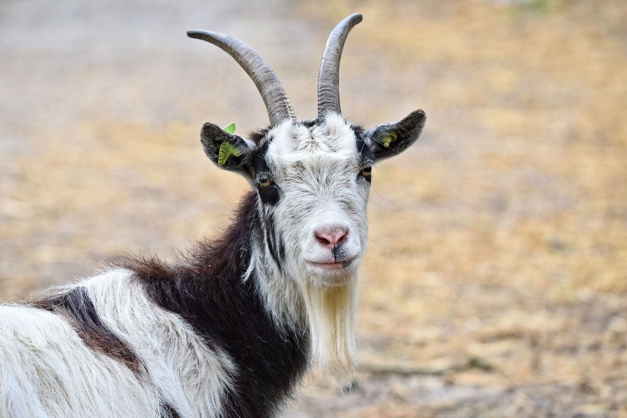 Goat walk near Flums