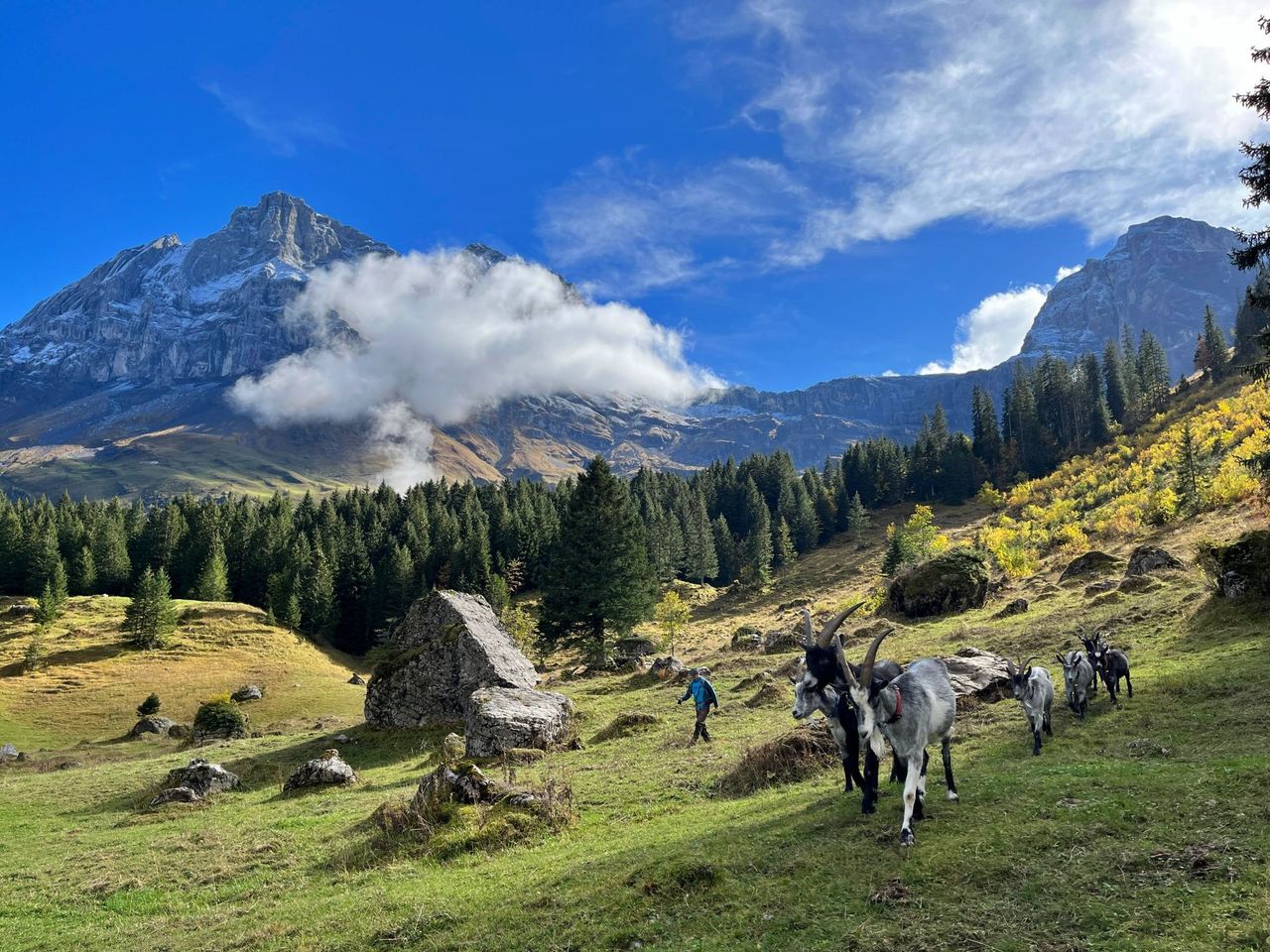 Wandern mit Ziegen in Isenthal