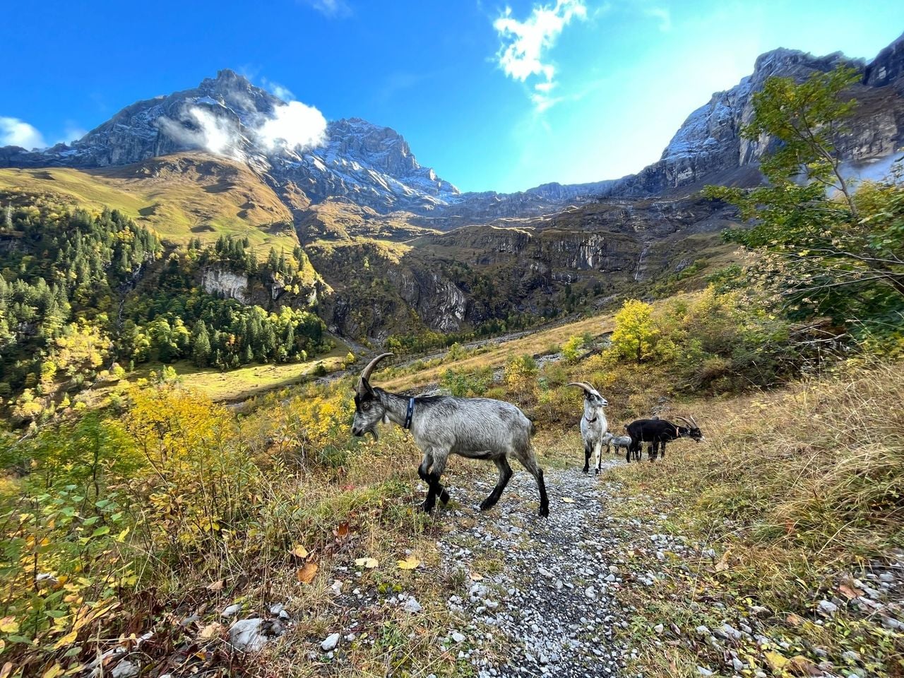 Wandern mit Ziegen in Isenthal