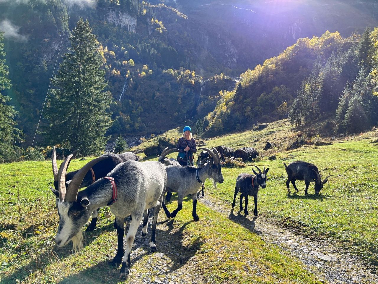 Wandern mit Ziegen in Isenthal