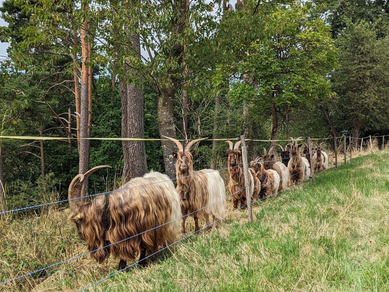 "Tracking Nature including Picnic": On the Move with Charlotte Arnswald