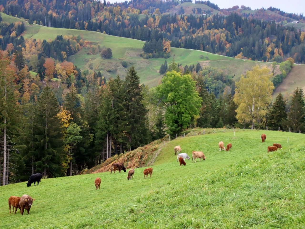 Erlebnisweg “Lea und Ben bei den Mutterkühen” in Luthern Bad