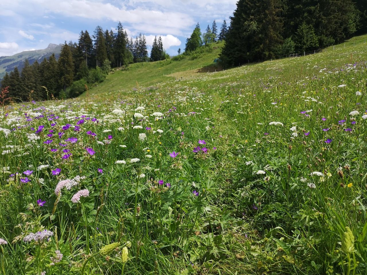 Privater Heilpflanzen und Kräuterspaziergang in Adelboden