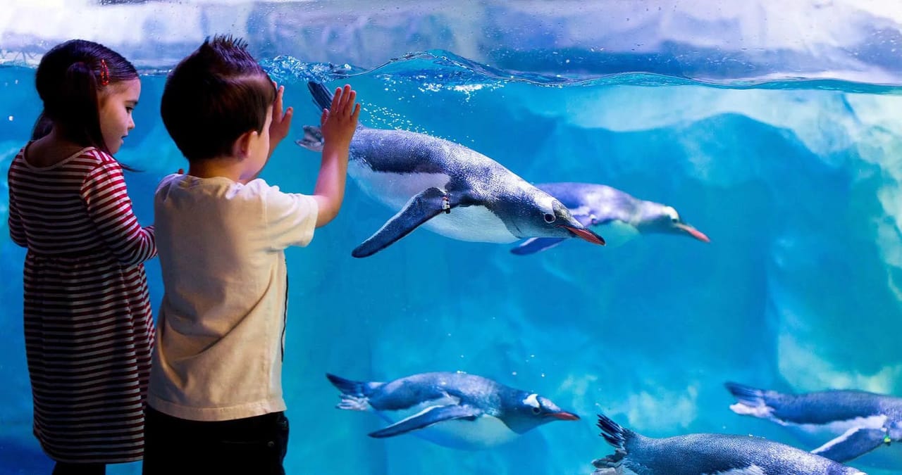 SEA LIFE Konstanz – Biglietto d’ingresso con Museo naturale del Lago di Costanza