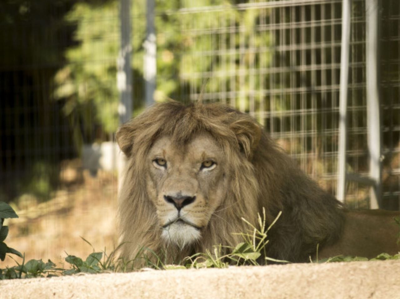 Tageskarte Zoo al Maglio
