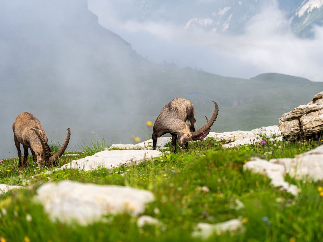“Wild- und Naturbeobachtung Chäserrugg” Geführte Wanderung im Toggenburg