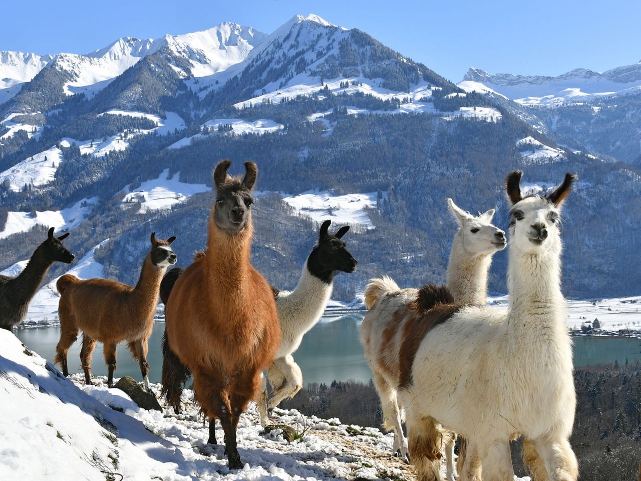 Hofbesichtigung und leichte Lama-Wanderung am Sarnersee