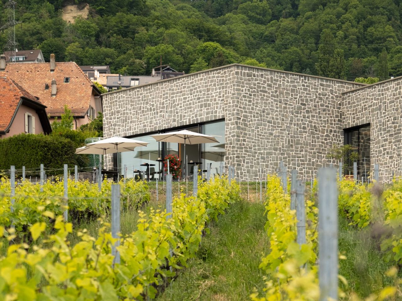 Weinwanderung Weinberge von La Côte für private Gruppen