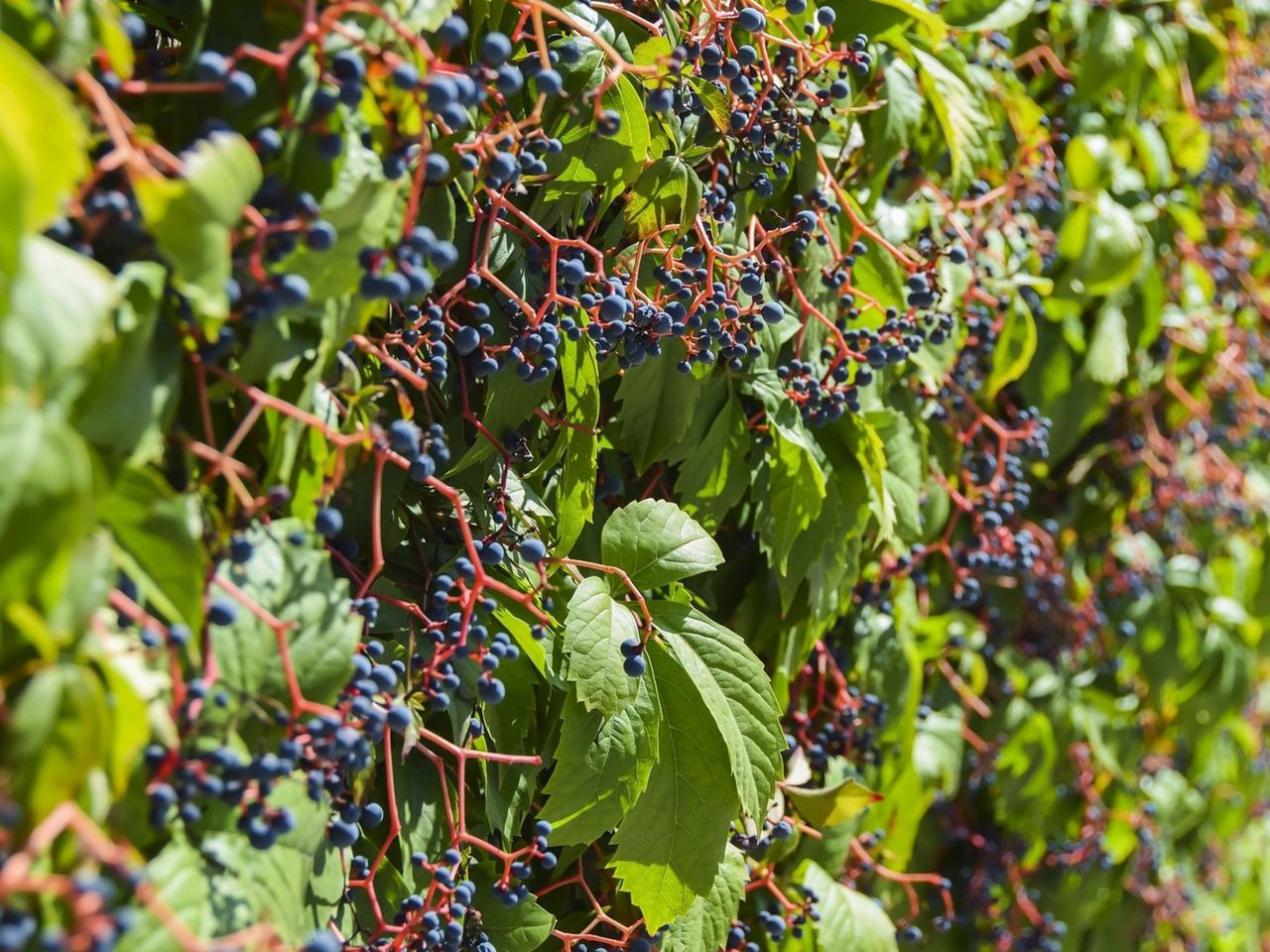 Wine Cruise Ligerzer Läset (10.10.25 – 12.10.25)
