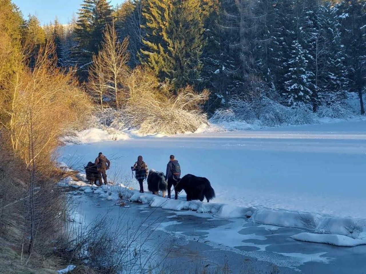 Ein Nomadenabenteuer: Mit Yaks auf Wanderschaft ab Chermignon d'en Haut