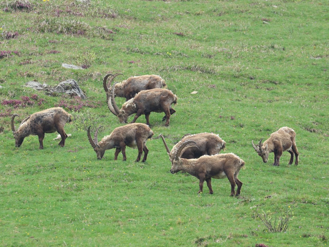 Natursafari Steinbock am Niederhorn