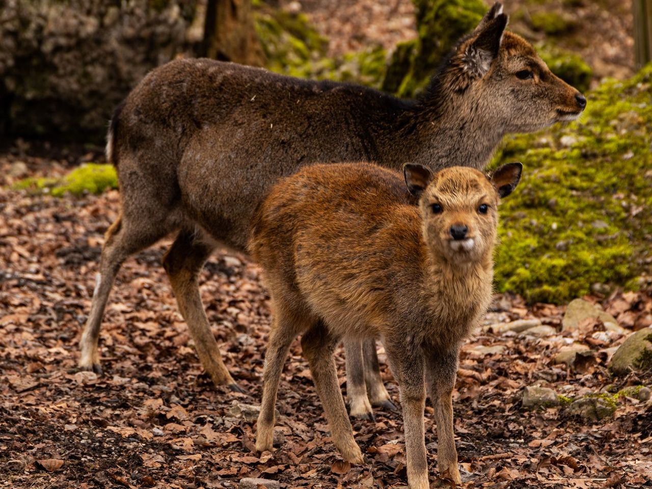 Fototour Tierpark Goldau