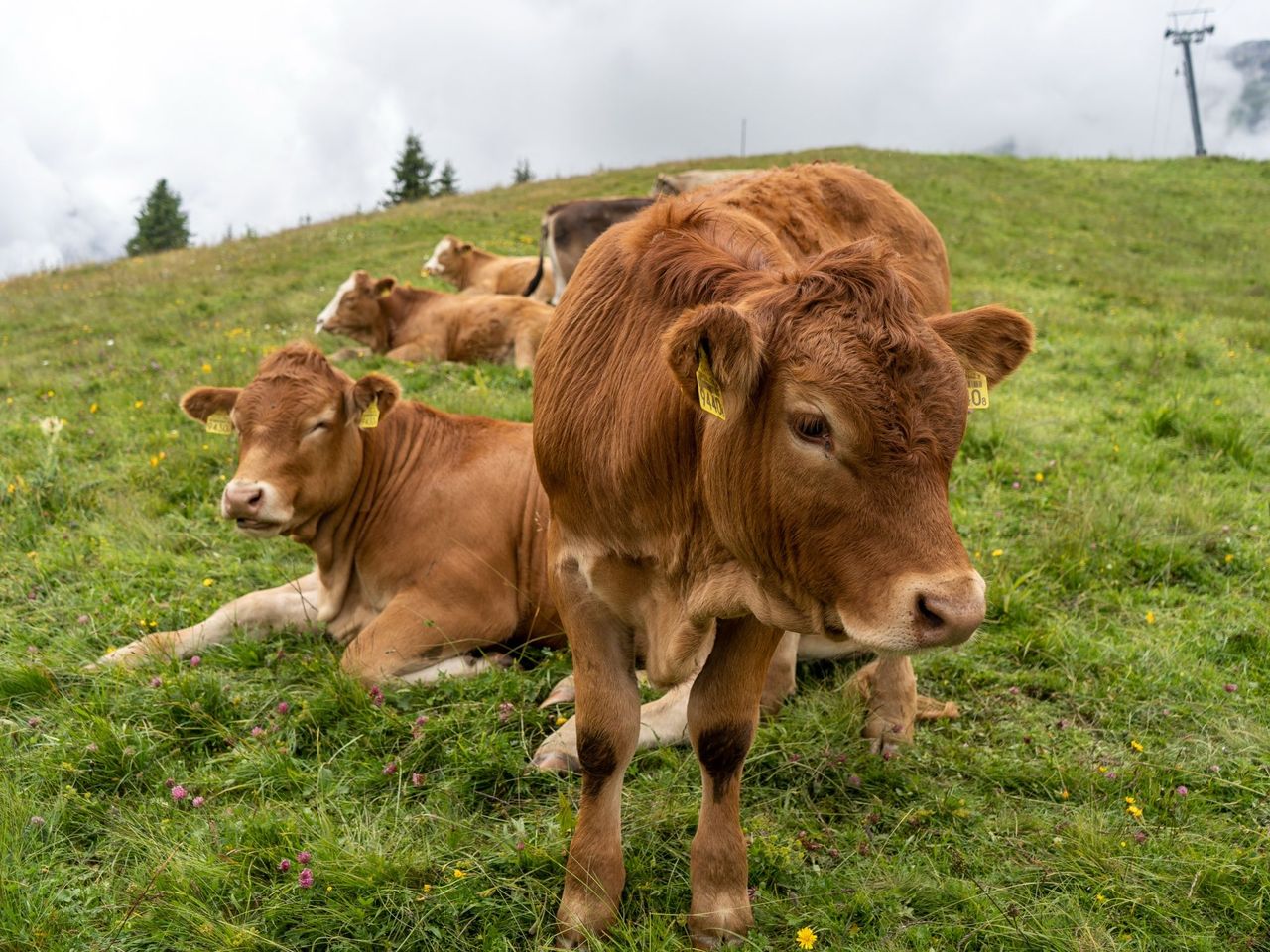 Kuh-Wege und Genuss Wanderung in Mürren