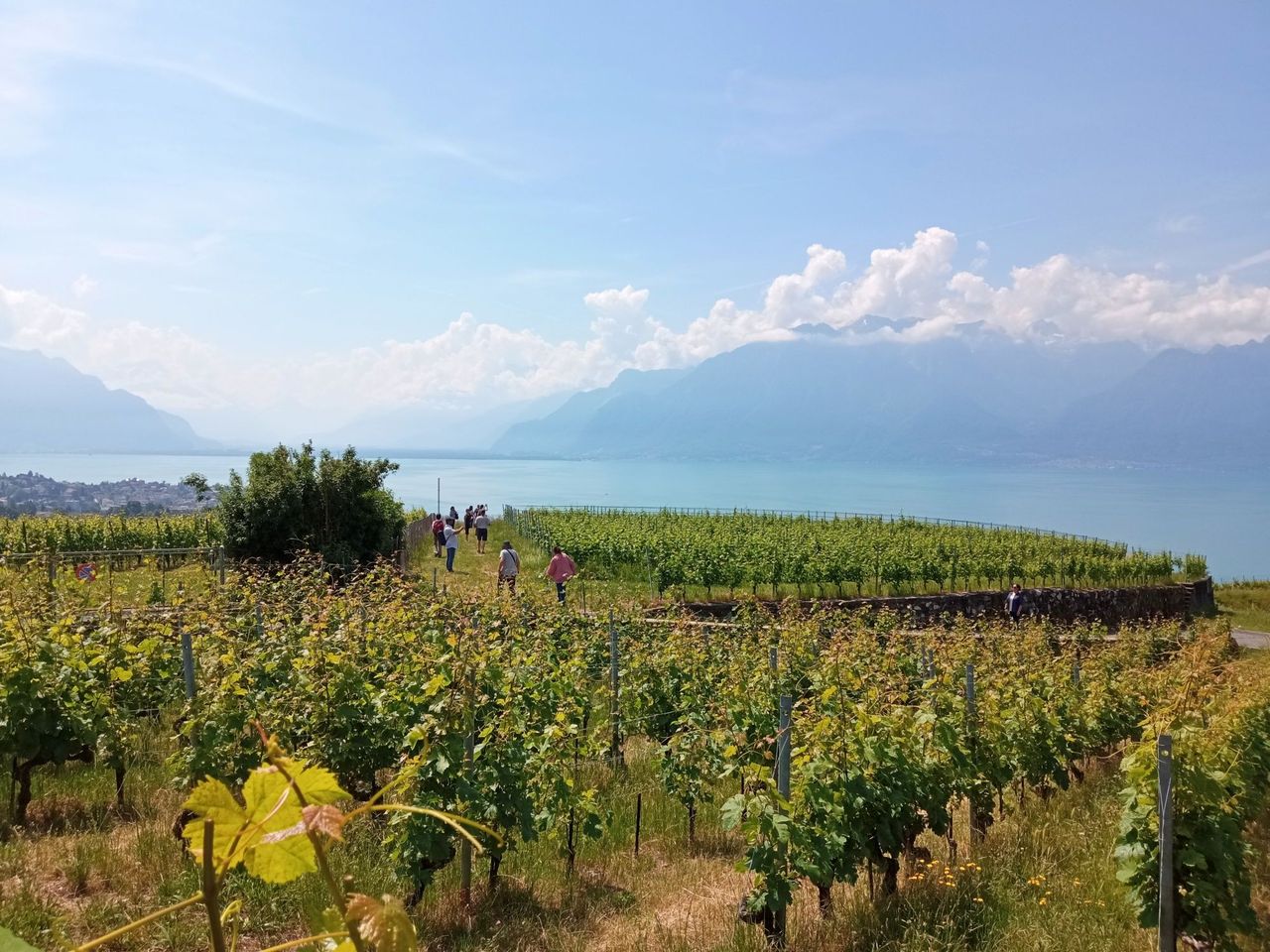 Ab Genf: Tagesausflug Weintour und Schloss Chillon