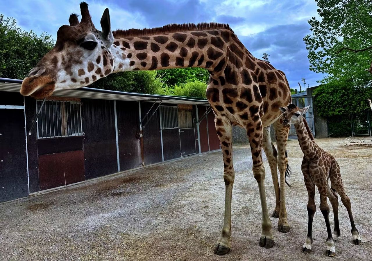Zoo