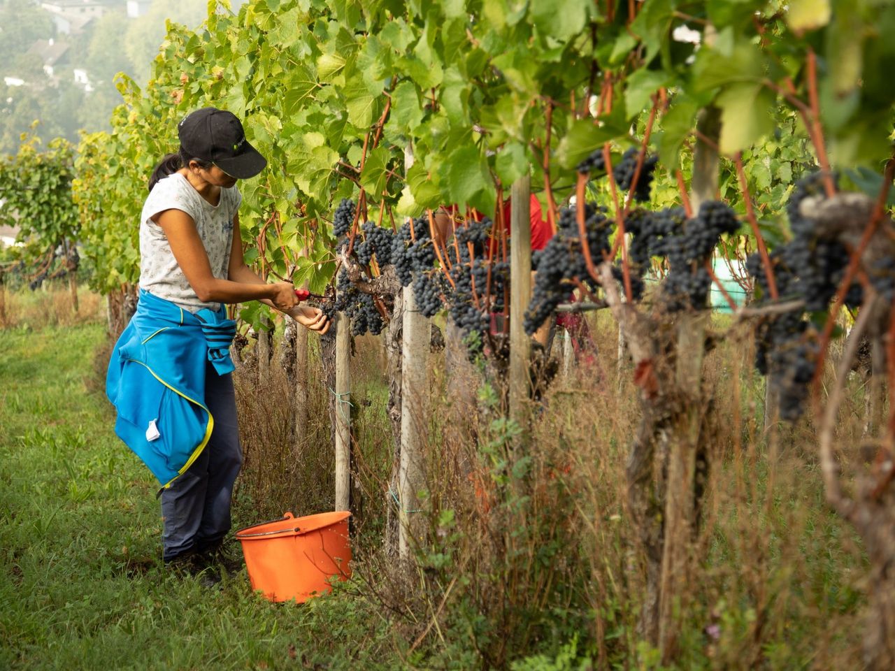 Private Degustation Wein und Schokolade in Stein am Rhein