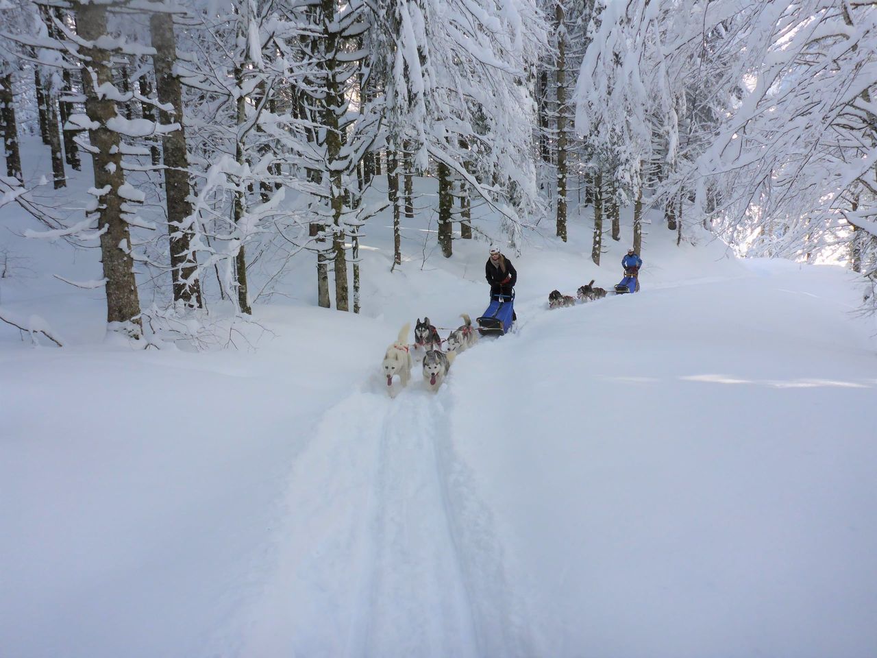 Exclusive sled dog adventure for two in Ermenswil