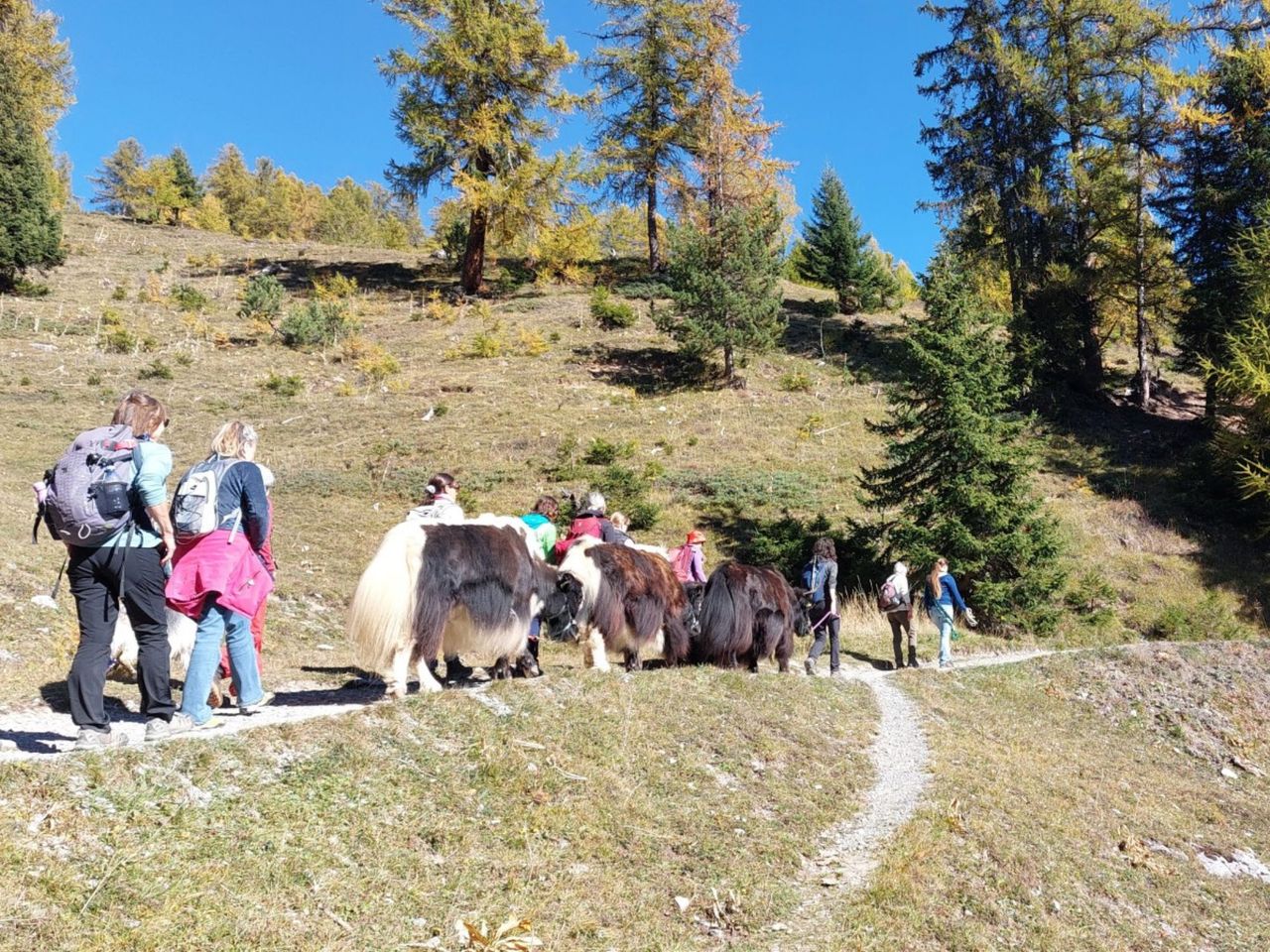 Ein Nomadenabenteuer mit Yaks zu den Wasserfällen von La Tièche