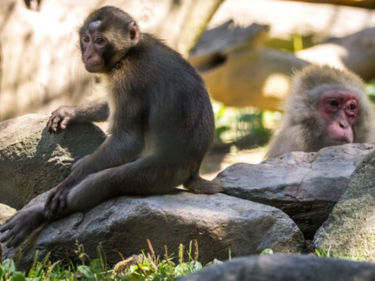 Kombiticket Eintritt Zoo al Maglio und Swissminiatur