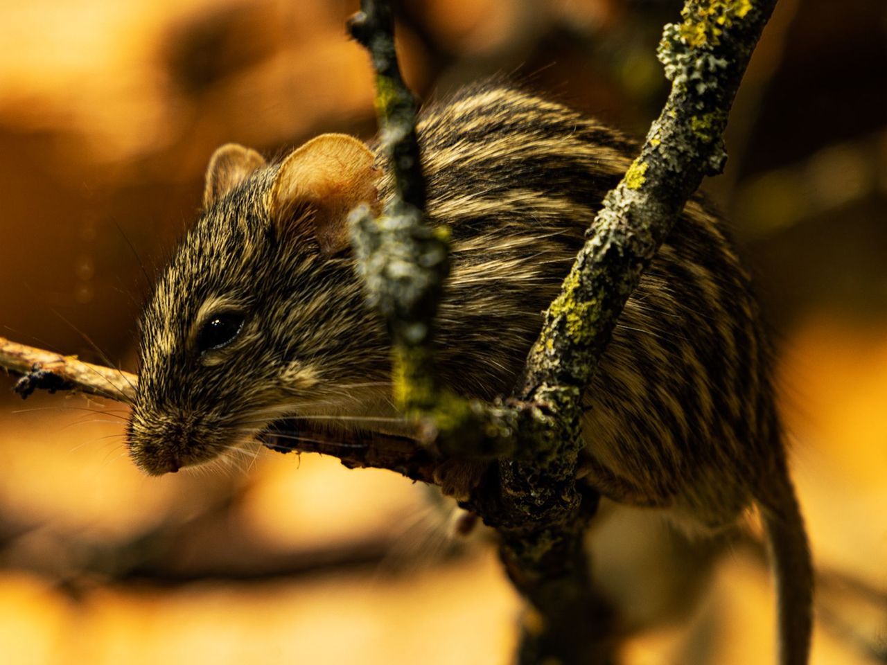 Fototour Tierpark Goldau