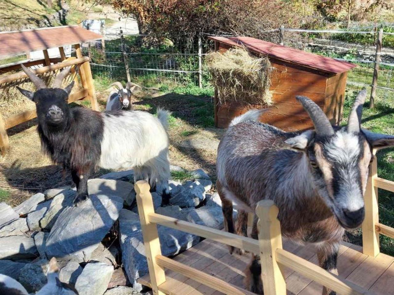 Among the herds: an exclusive wildlife watching tour in Chermignon d'en Haut