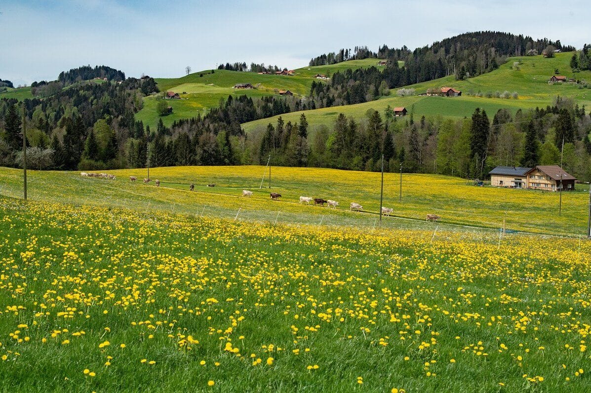 Ab Zürich: Kulinarische Bustour nach Appenzell