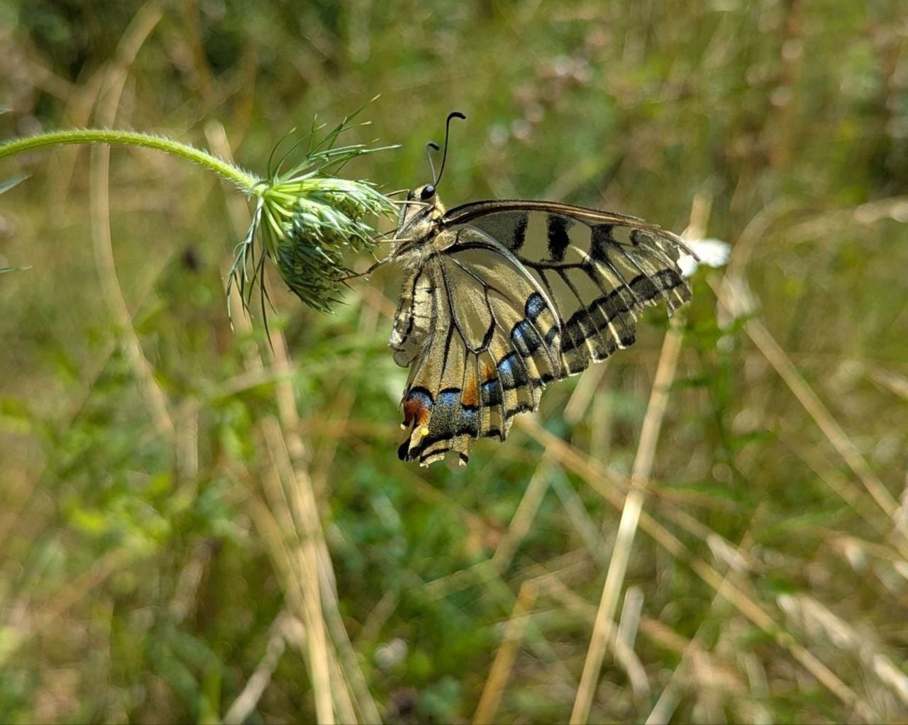 "Tracking Nature including Picnic": On the Move with Charlotte Arnswald