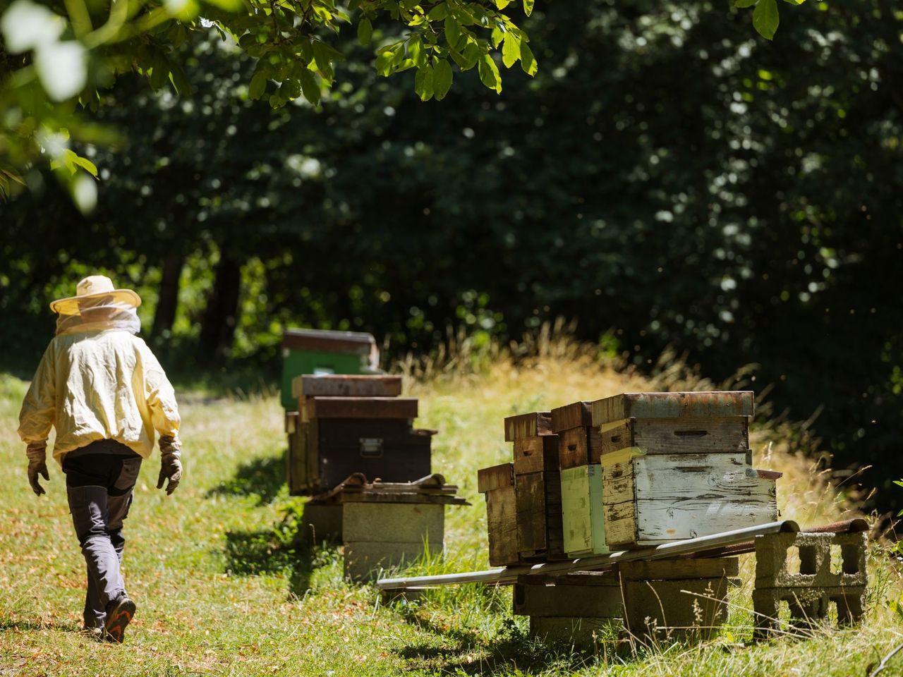 Bienenzucht Erlebnis in Arogno
