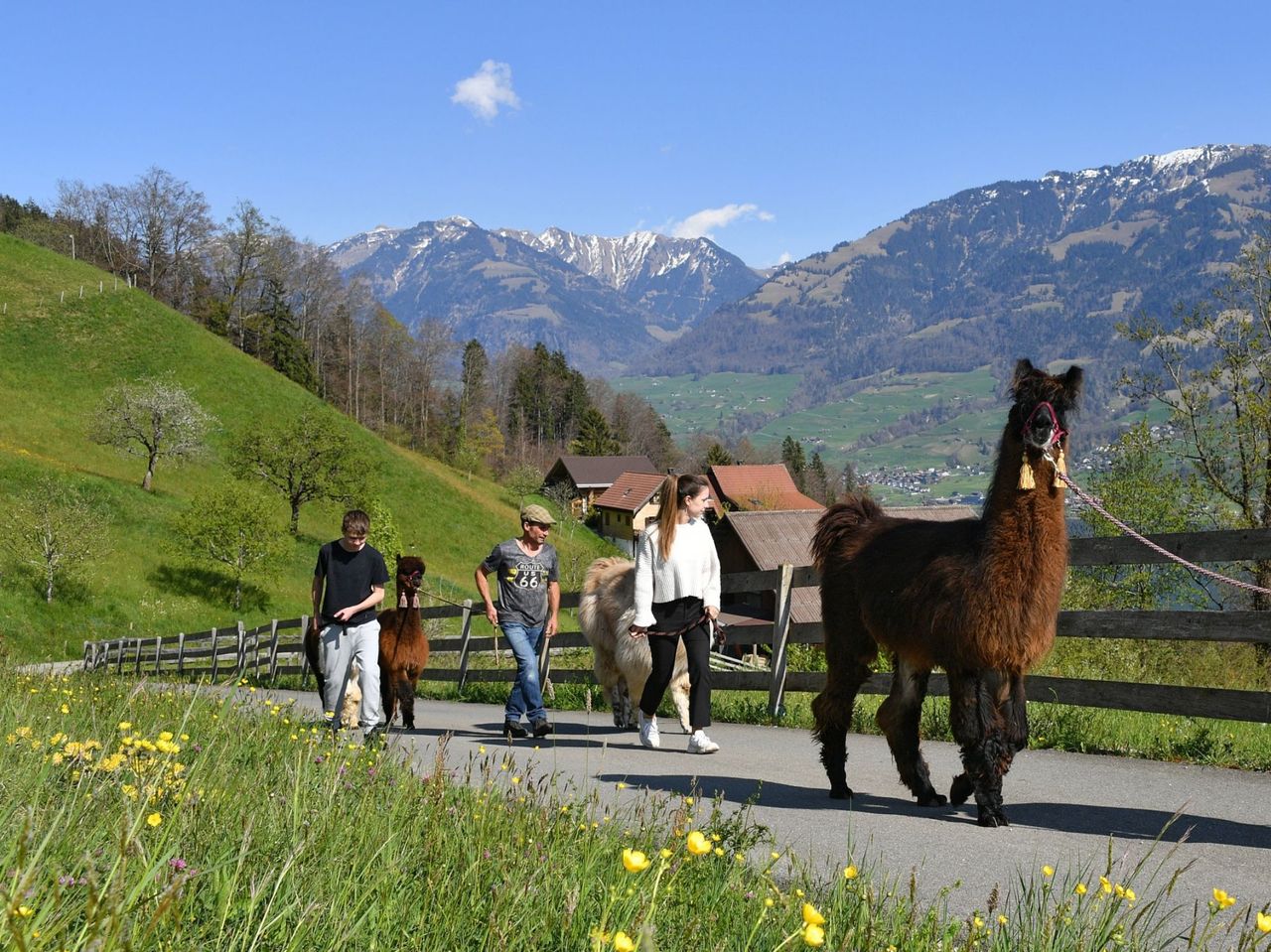 Hofbesichtigung und leichte Lama-Wanderung am Sarnersee