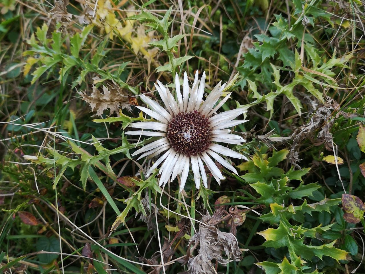 Heilpflanzen und Kräuterspaziergang in Adelboden
