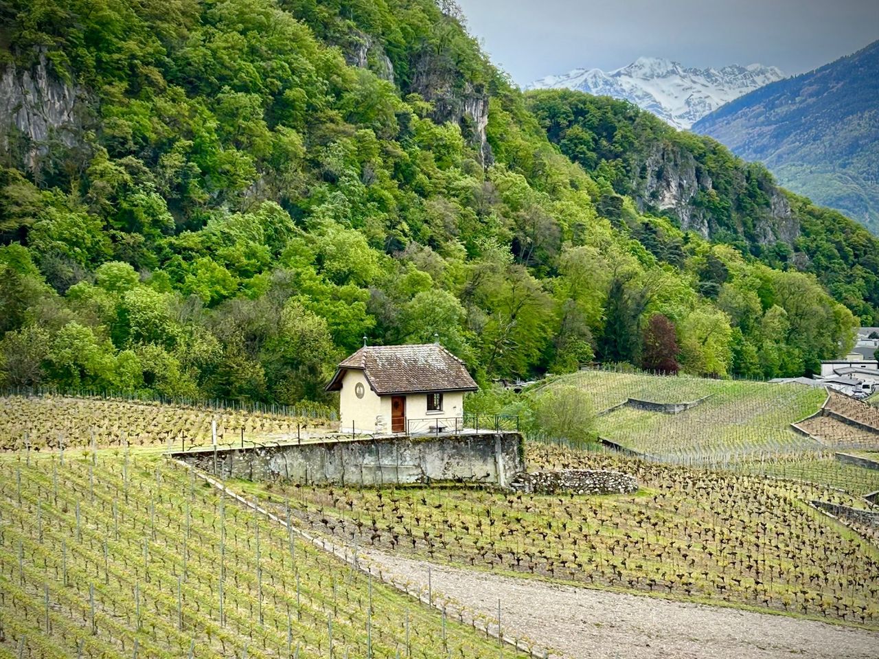 Weinwanderung Weinberge des Chablais für private Gruppen