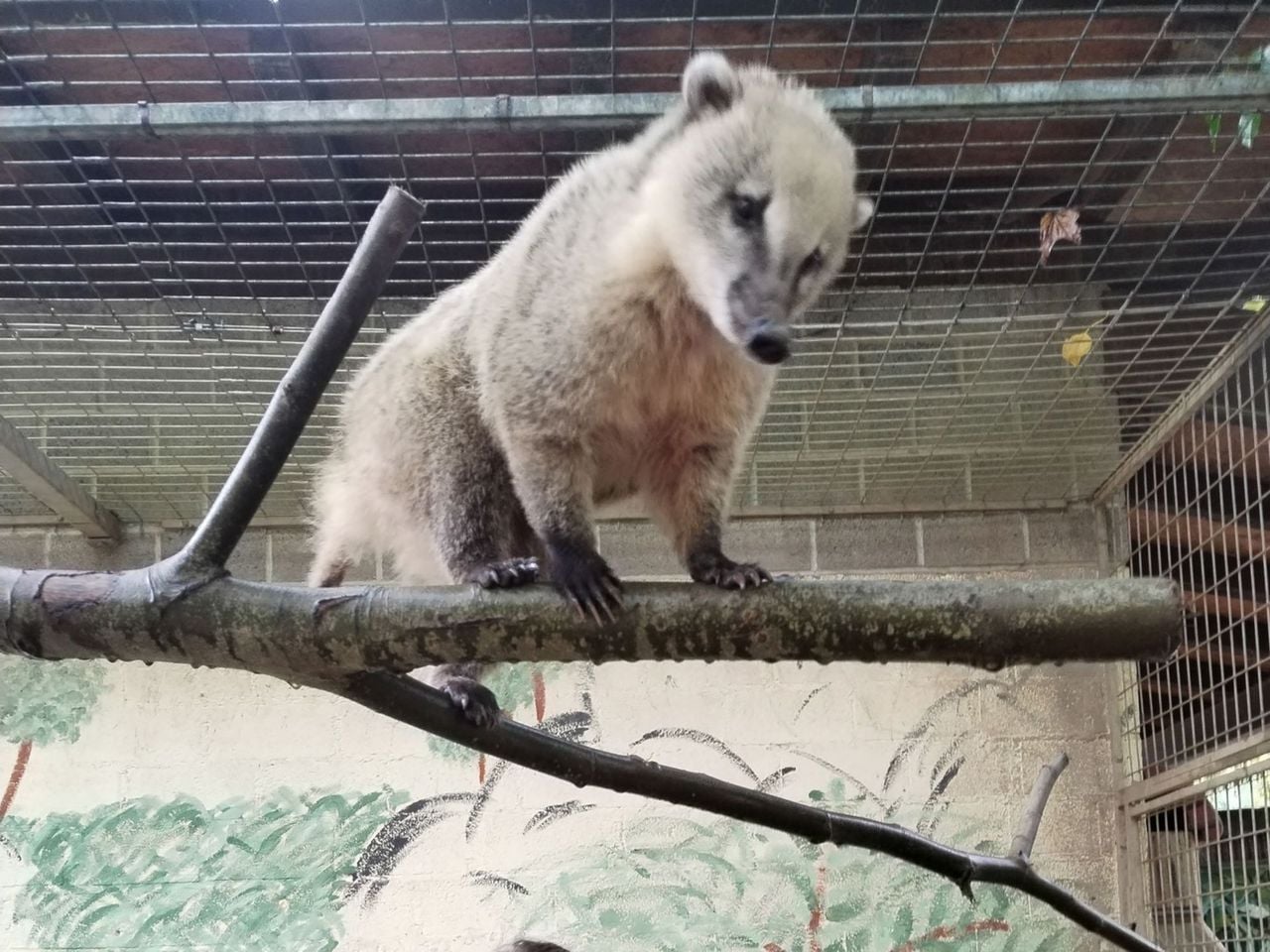 Animal experience at Zoo al Maglio