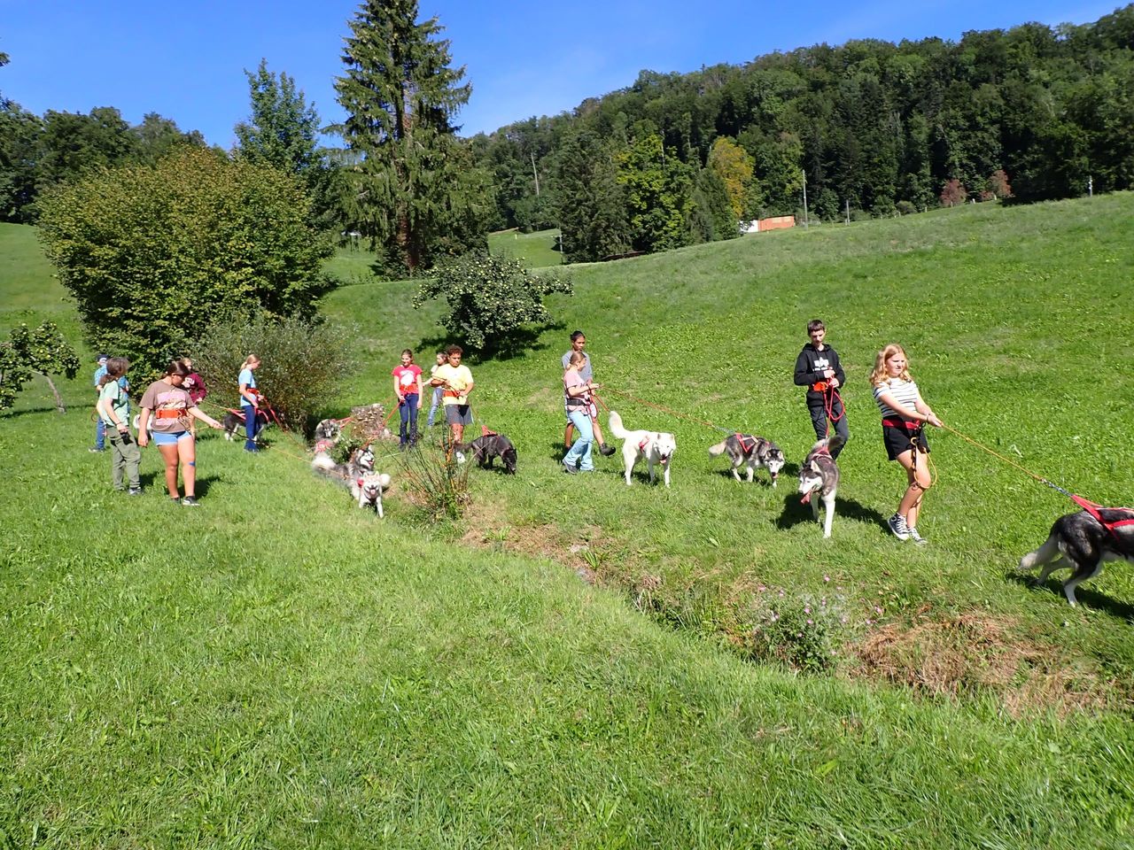 Autumn sled dog cart ride in Ermenswil
