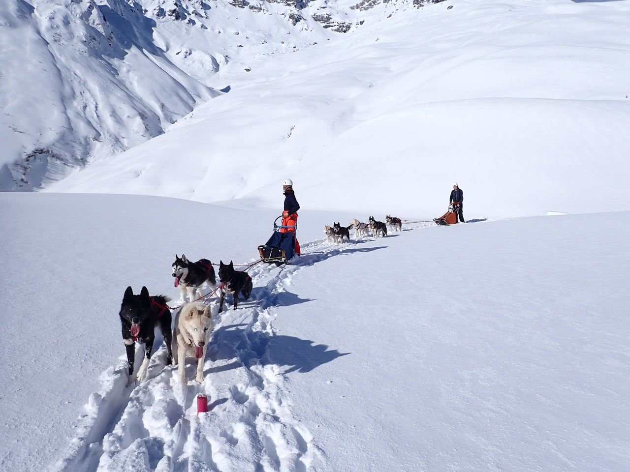 Exclusive sled dog adventure for two in Ermenswil
