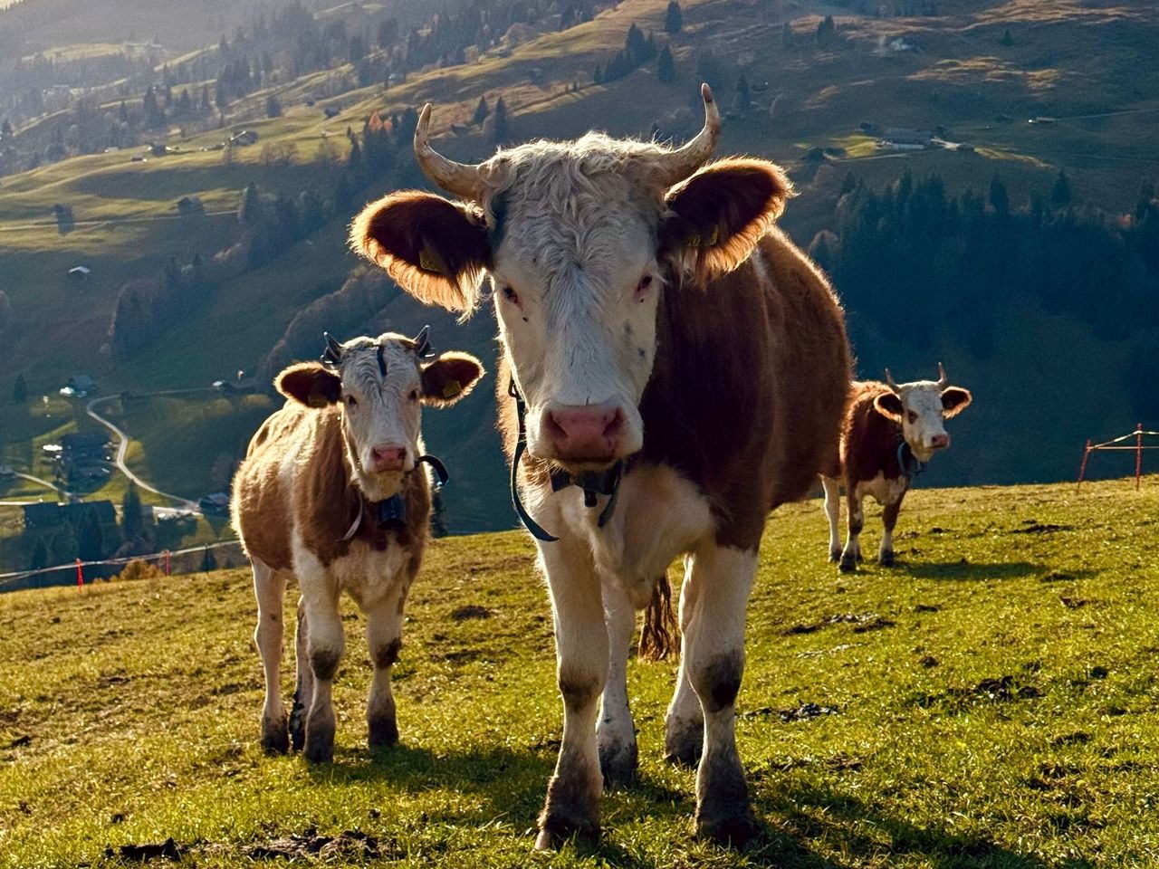 "Jungfrauregion und Käsedegustation" - Private E-Bike-Tour ab Interlaken