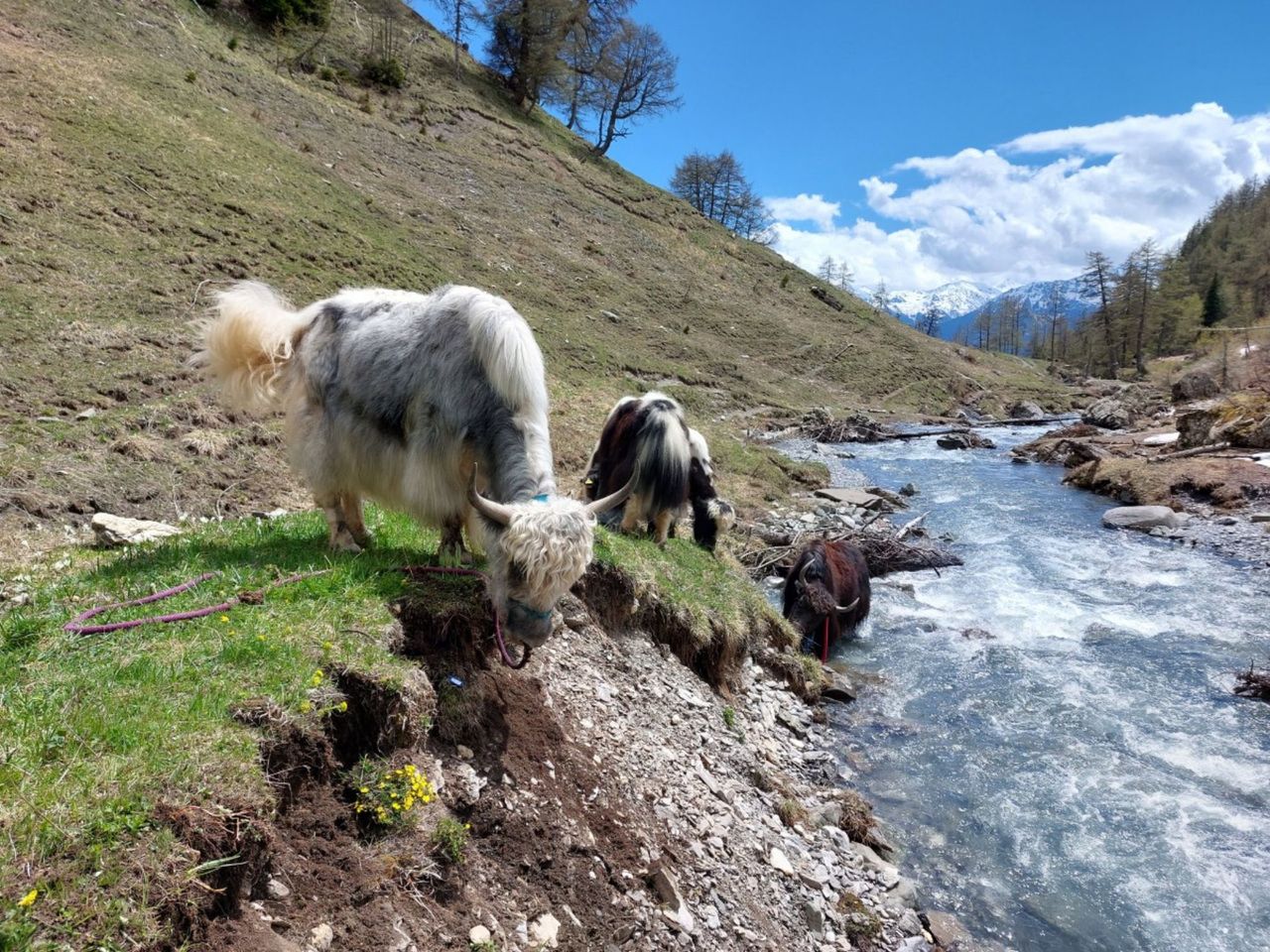 Ein Nomadenabenteuer mit Yaks zu den Wasserfällen von La Tièche