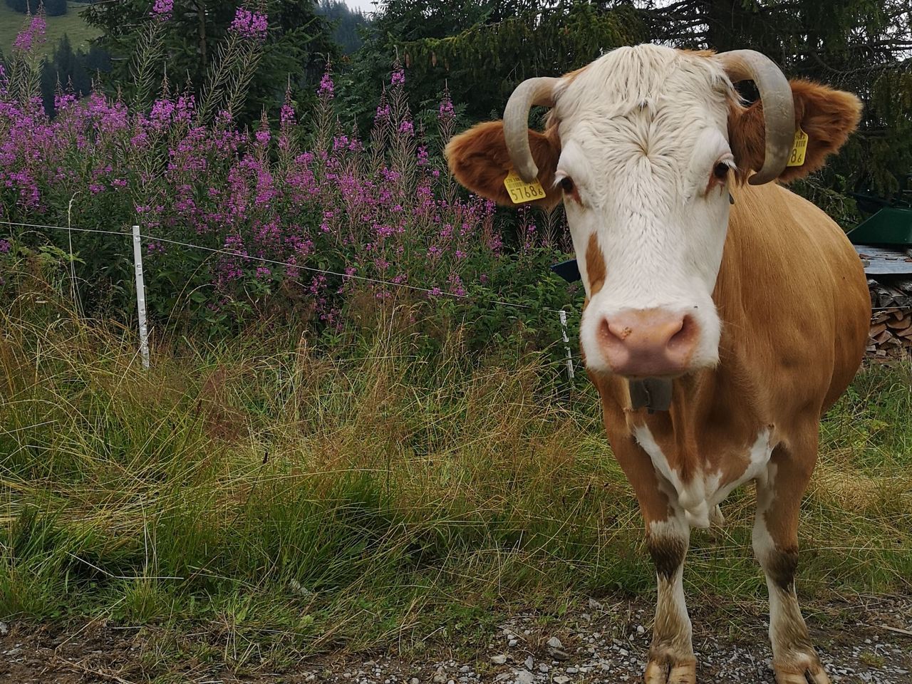 Traditionelles Alp Erlebnis in Adelboden