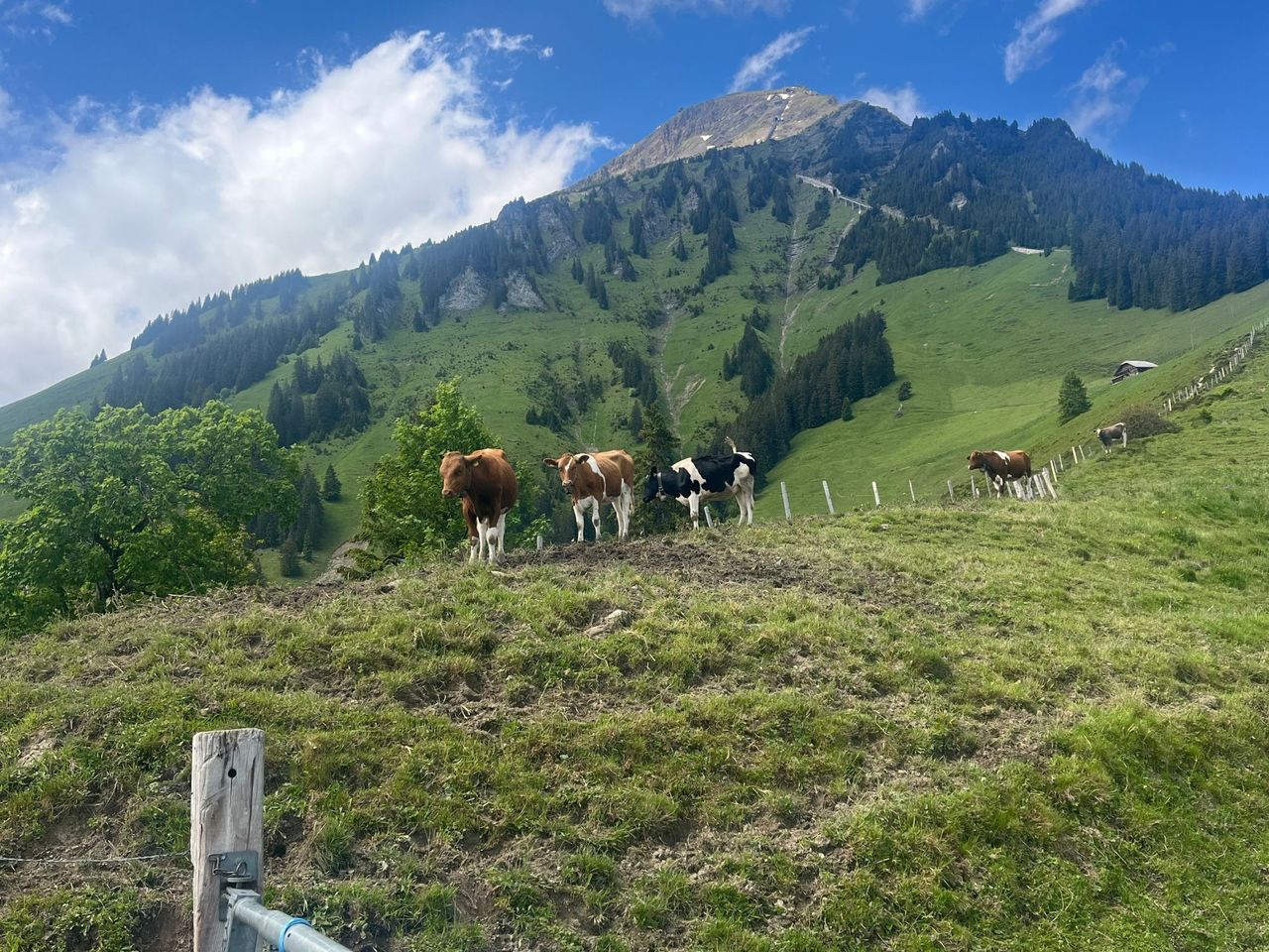 Niesen private Wanderung mit einem Schweizer Triathleten ab Spiez