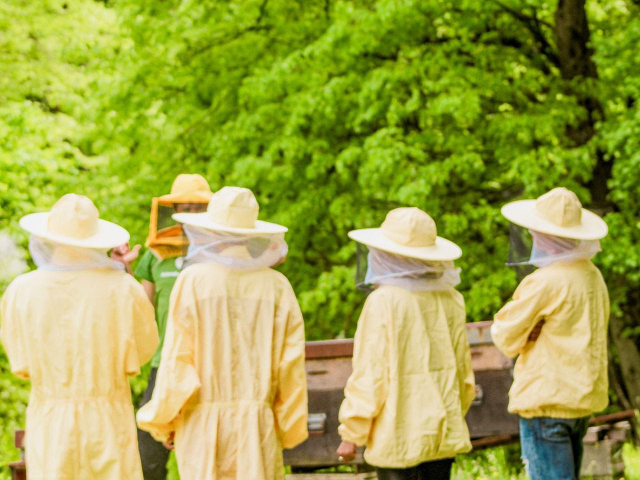 Bienenzucht Erlebnis in Arogno