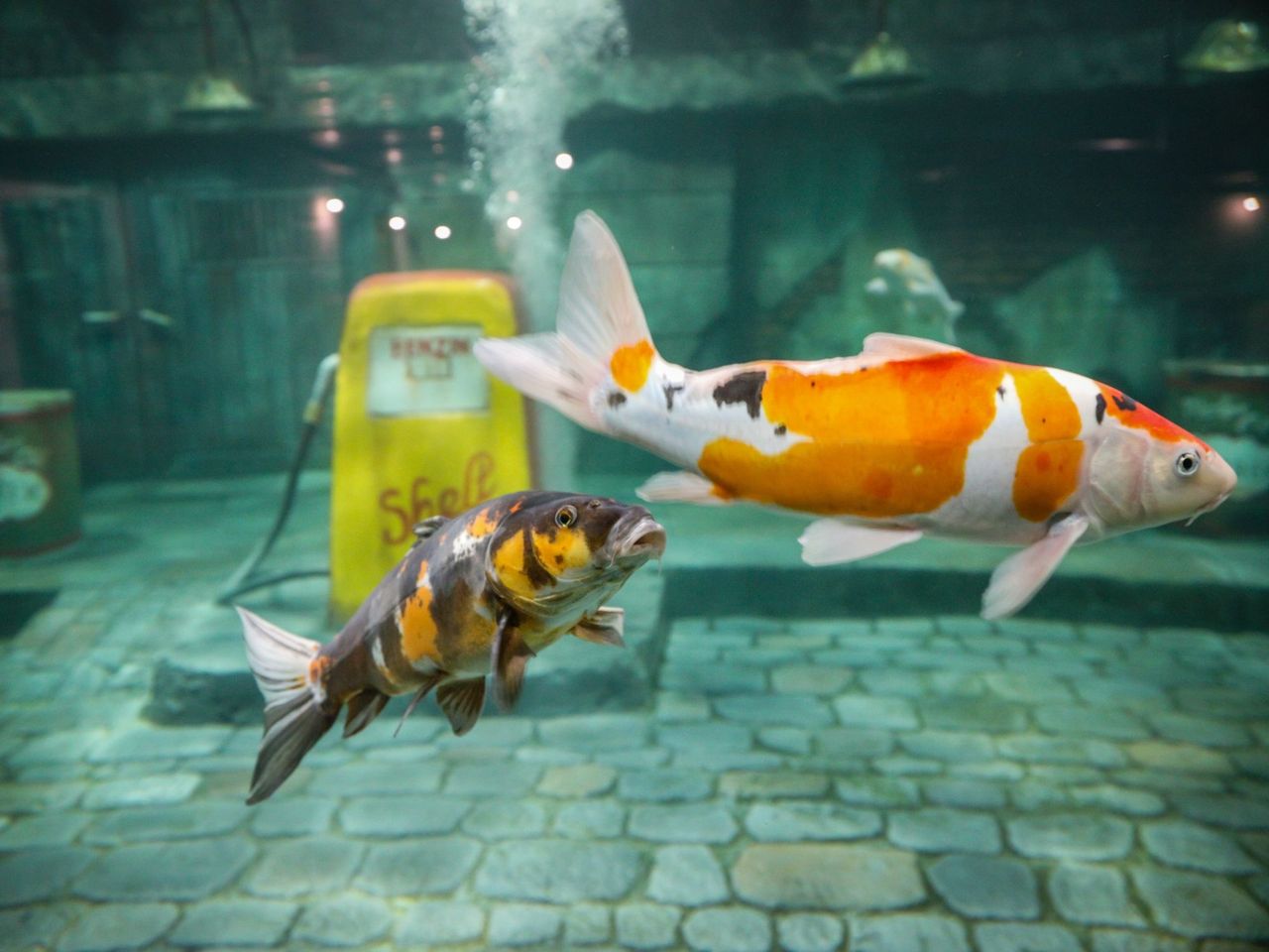 Ticket Aquarium in Langenthal