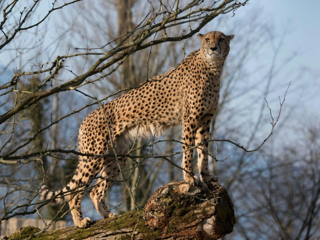 Rencontre de guépards tachetés au Knies Kinderzoo de Rapperswil
