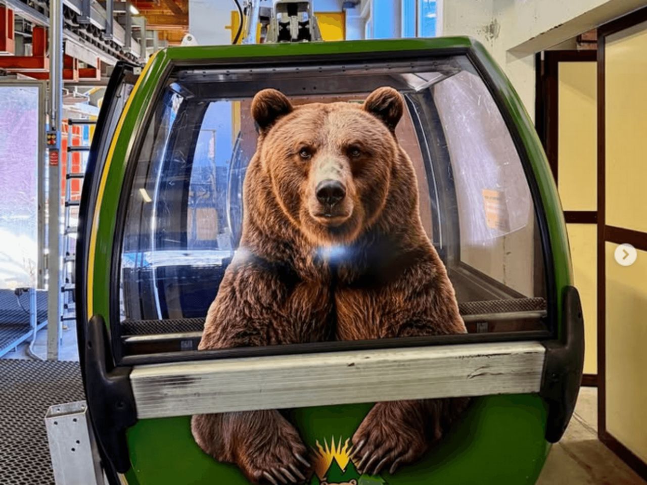 Private train trip to the Arosa Bear Land from Zurich
