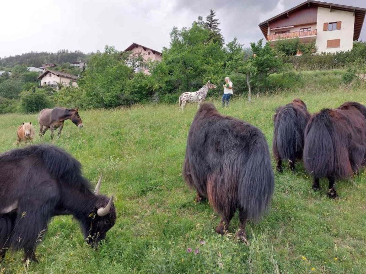 Among the herds: an exclusive wildlife watching tour in Chermignon d'en Haut