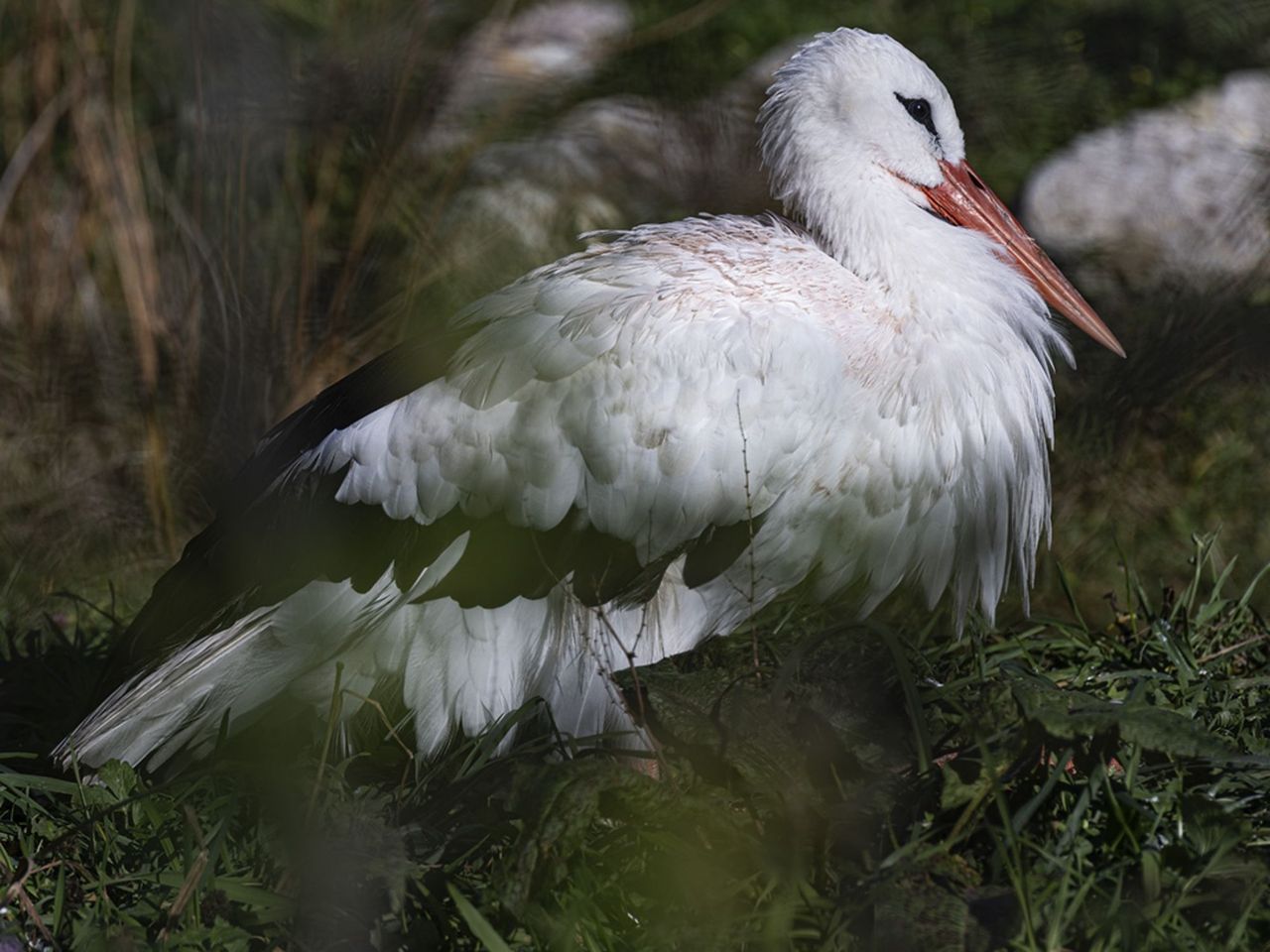 Fototour Tierpark Goldau