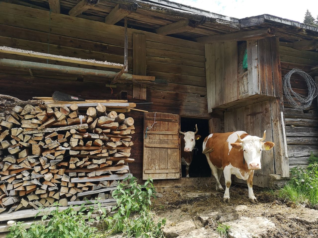 Privates Alp Erlebnis mit Käsedegustation in Adelboden