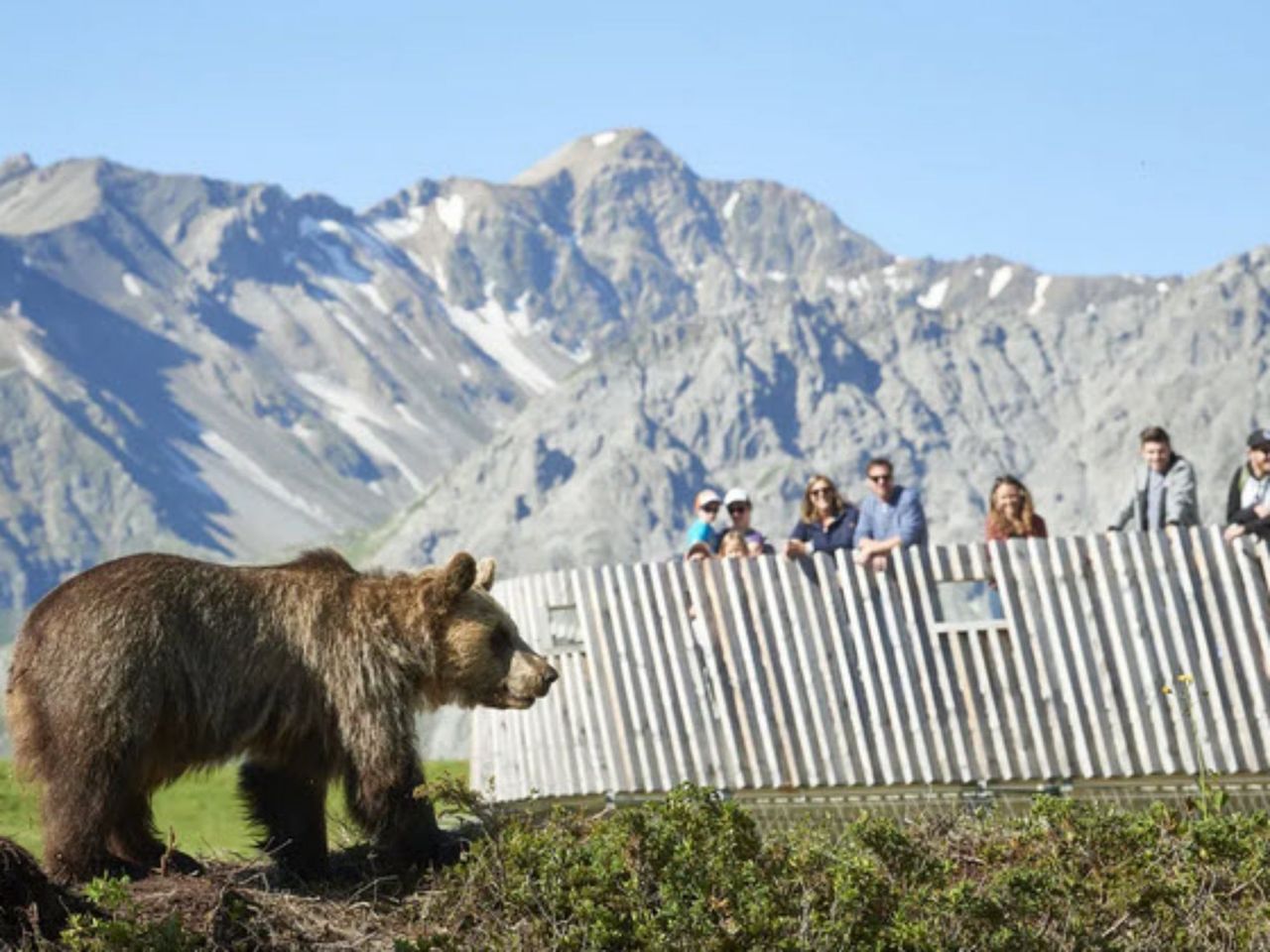 Private train trip to the Arosa Bear Land from Zurich
