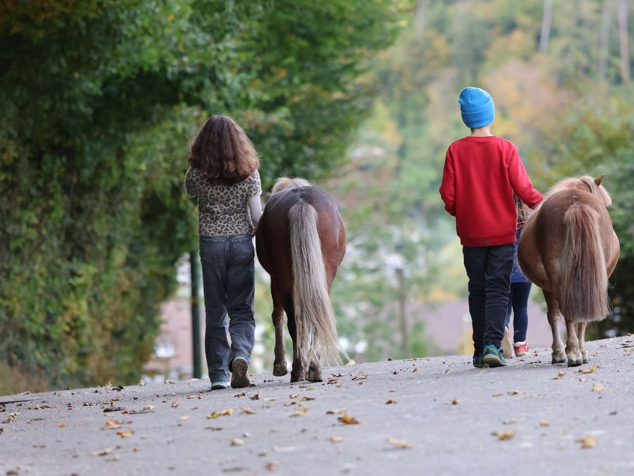 Pony Rental in Lausen